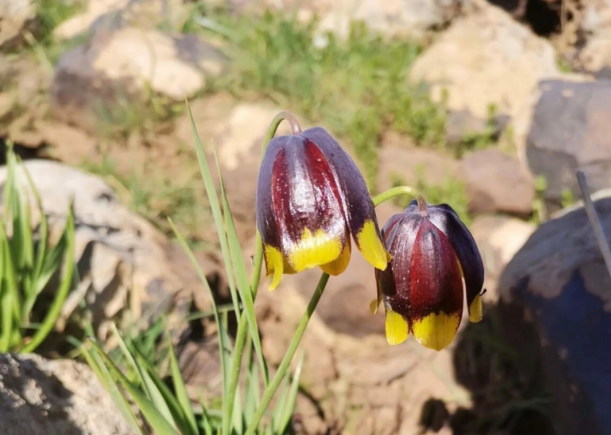 Foto - Elazığ'da keşfedildi, hemen yurt dışına kaçırılmaya başlandı! Bilim insanları peş peşe uyardı