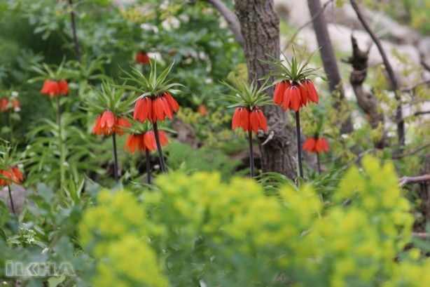 Foto - Elazığ'da keşfedildi, hemen yurt dışına kaçırılmaya başlandı! Bilim insanları peş peşe uyardı