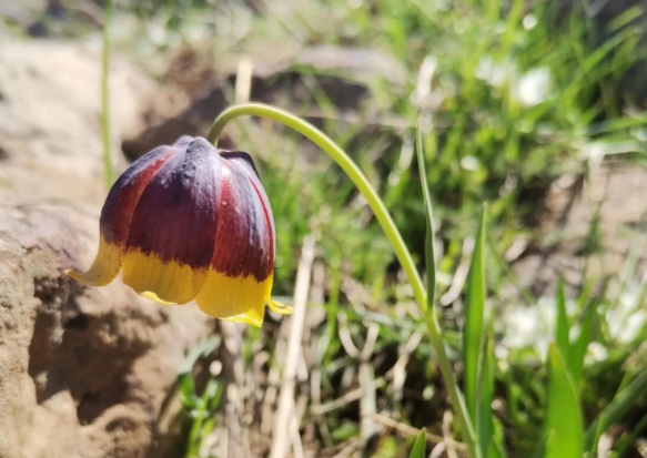 Foto - Elazığ'da keşfedildi, hemen yurt dışına kaçırılmaya başlandı! Bilim insanları peş peşe uyardı