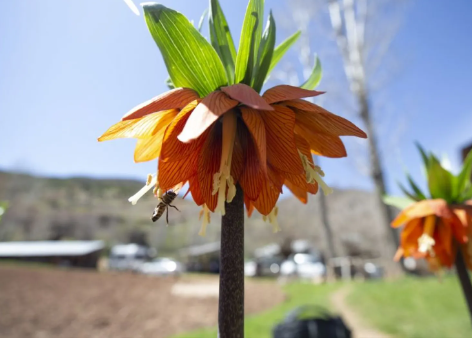 Foto - Elazığ'da keşfedildi, hemen yurt dışına kaçırılmaya başlandı! Bilim insanları peş peşe uyardı