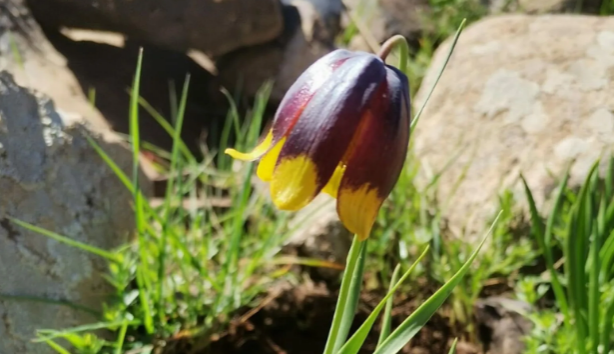 Elazığ'da keşfedildi, hemen yurt dışına kaçırılmaya başlandı! Bilim insanları peş peşe uyardı