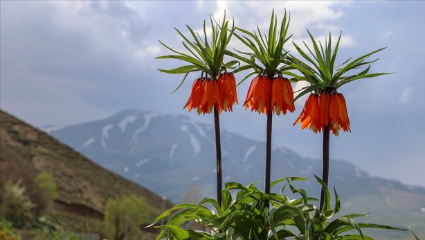 Foto - Elazığ'da keşfedildi, hemen yurt dışına kaçırılmaya başlandı! Bilim insanları peş peşe uyardı