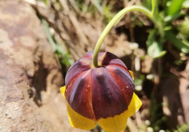 Foto - Elazığ'da keşfedildi, hemen yurt dışına kaçırılmaya başlandı! Bilim insanları peş peşe uyardı