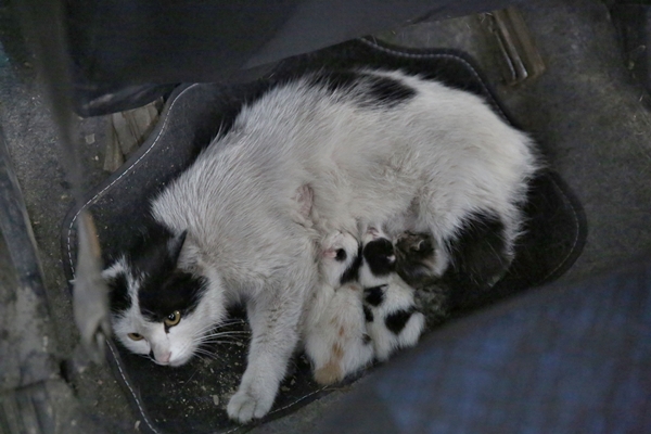 Foto - Elazığlı ustadan takdir toplayan hareket