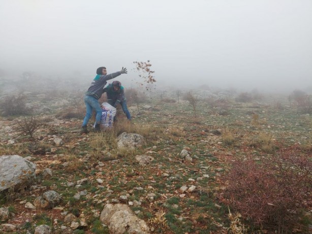 Foto - Elbistan’da, doğada bin yıl yaşayan sedir ağacı tohumları toprakla buluştu