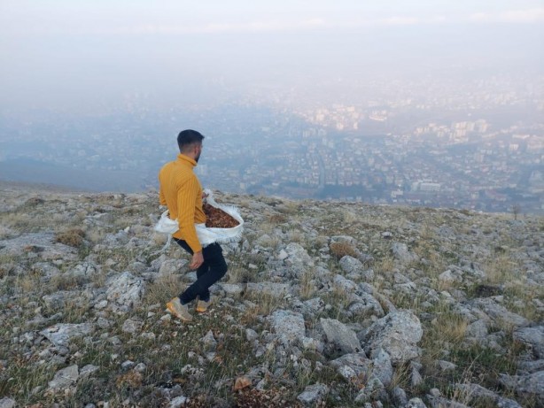 Foto - Elbistan’da, doğada bin yıl yaşayan sedir ağacı tohumları toprakla buluştu