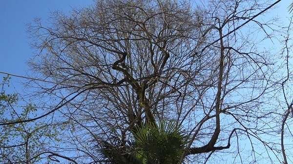 Foto - Elektrik direği yerine bu çözüm bulundu! 