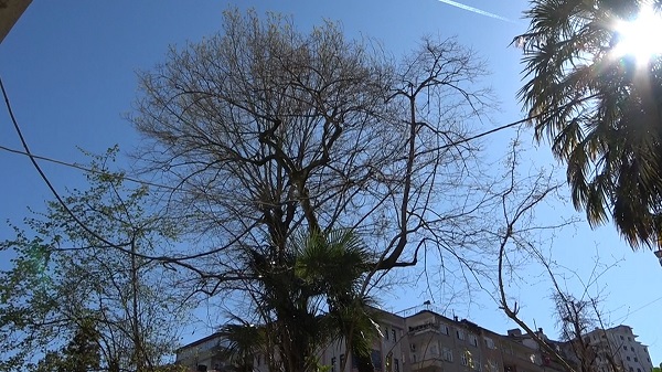 Foto - Elektrik direği yerine bu çözüm bulundu! 