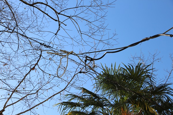 Foto - Elektrik direği yerine bu çözüm bulundu! 