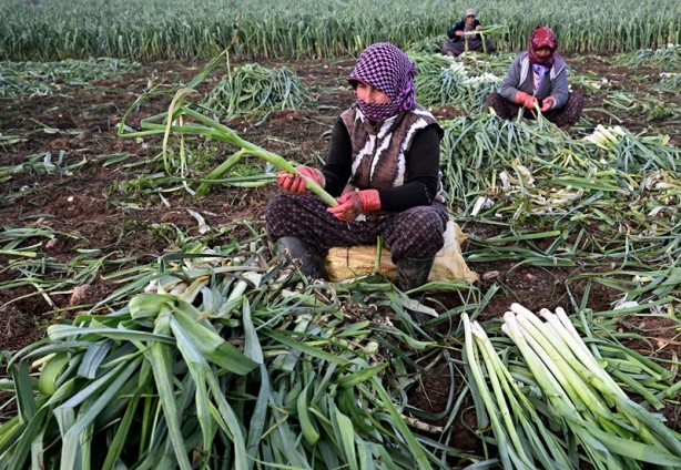 Foto - Elhamdülillah! Yağışların gecikmesi kışlık sebzede rekolteyi düşürmedi