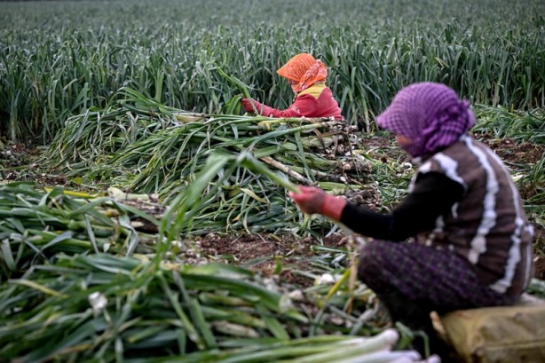 Foto - Elhamdülillah! Yağışların gecikmesi kışlık sebzede rekolteyi düşürmedi