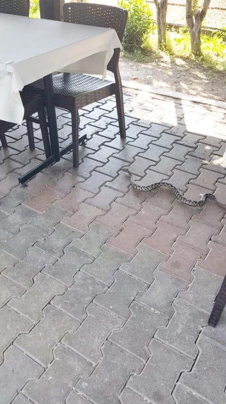 Foto - Elinde poşetle hastaneye koştu! Poşetten çıkana kimse inanamadı