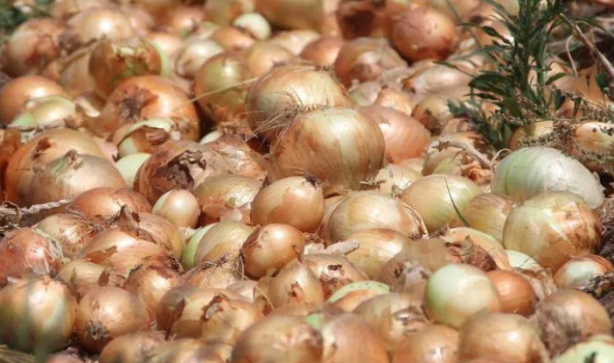 Foto - Elinde soğanla siyaset yapanları üzen haber! Etiket fiyatı değişti