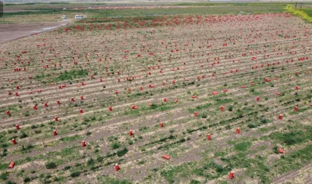 Foto - Elinde soğanla siyaset yapanları üzen haber! Etiket fiyatı değişti