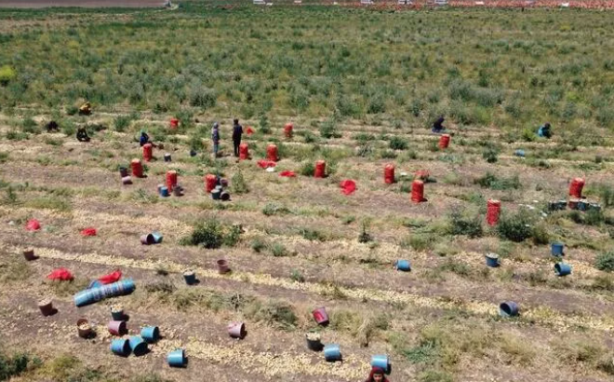 Foto - Elinde soğanla siyaset yapanları üzen haber! Etiket fiyatı değişti