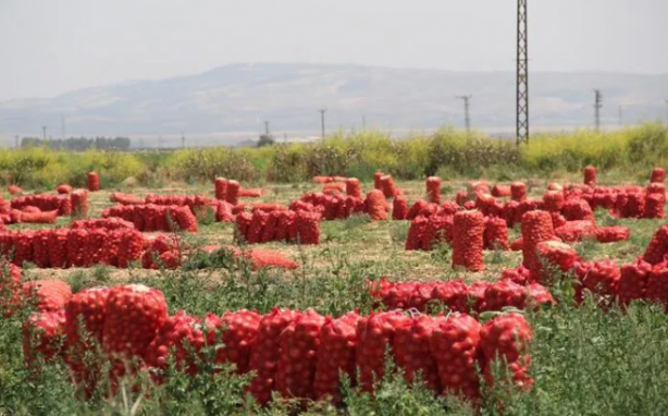 Foto - Elinde soğanla siyaset yapanları üzen haber! Etiket fiyatı değişti