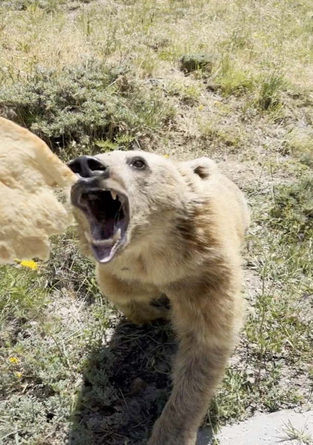 Foto - Eliyle beslemek istediği ayının saldırısına uğradı
