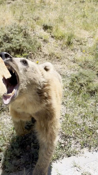Foto - Eliyle beslemek istediği ayının saldırısına uğradı