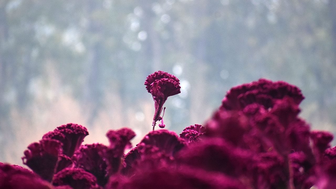 Foto - Elle toplanıyor, güneşte kurutuluyor! Keşmir yemeklerinin gizli rengi