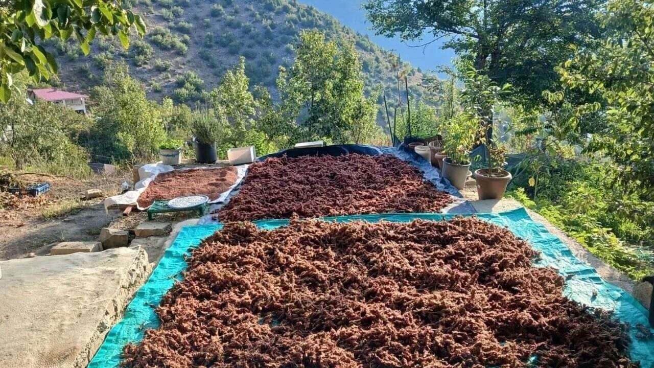 Foto - Elleriyle topluyor: Hasat başladı! Sumak, ağız yakan bir baharat değil bin derde deva...