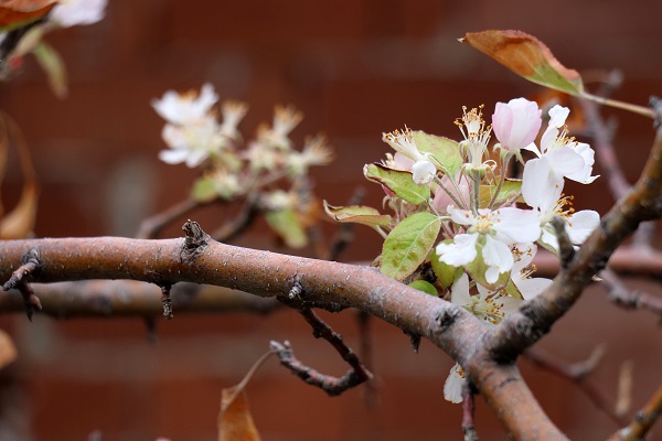 Foto - Elma ağacı mevsimleri karıştırdı! 