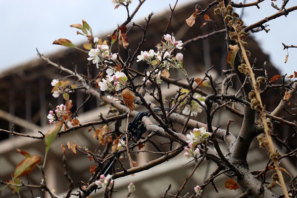 Foto - Elma ağacı mevsimleri karıştırdı! 