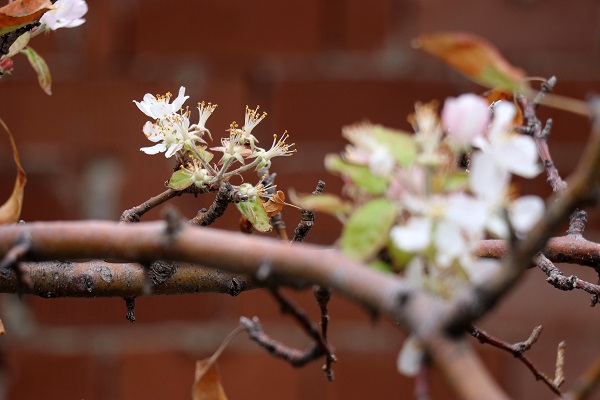 Foto - Elma ağacı mevsimleri karıştırdı! 