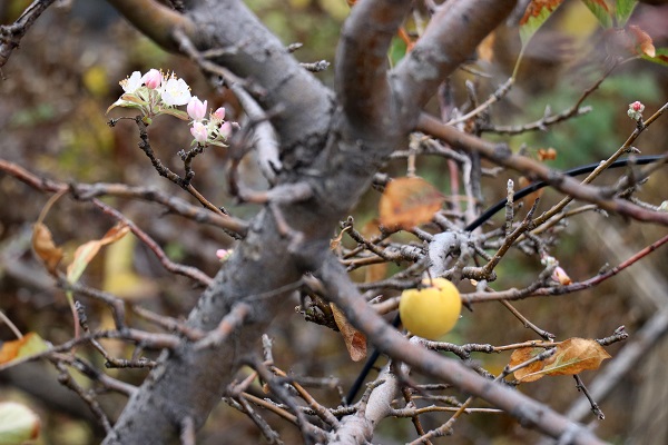 Elma ağacı mevsimleri karıştırdı! 