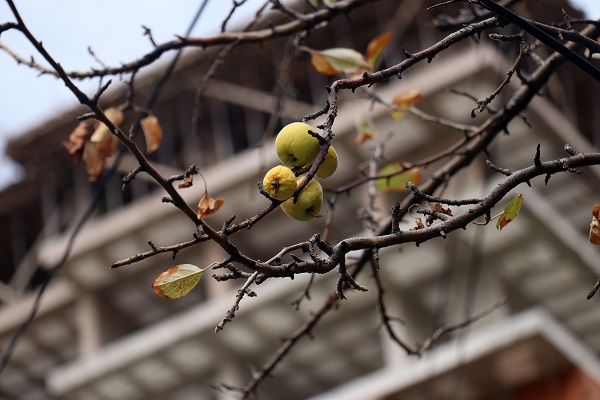 Foto - Elma ağacı mevsimleri karıştırdı! 