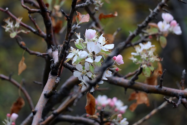 Foto - Elma ağacı mevsimleri karıştırdı! 