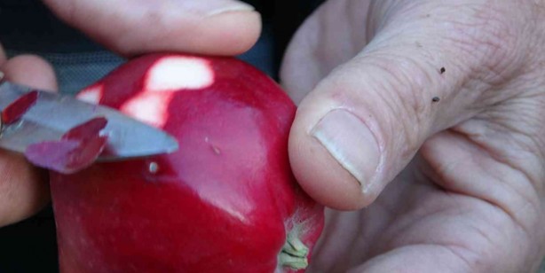 Foto - Elma suyu ile kaliteli, doğal meyve suyu: Kabızlığı rahatlatıp sindirimi düzenliyor! Sonuçları muhteşem