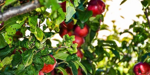 Foto - Elma suyu ile kaliteli, doğal meyve suyu: Kabızlığı rahatlatıp sindirimi düzenliyor! Sonuçları muhteşem
