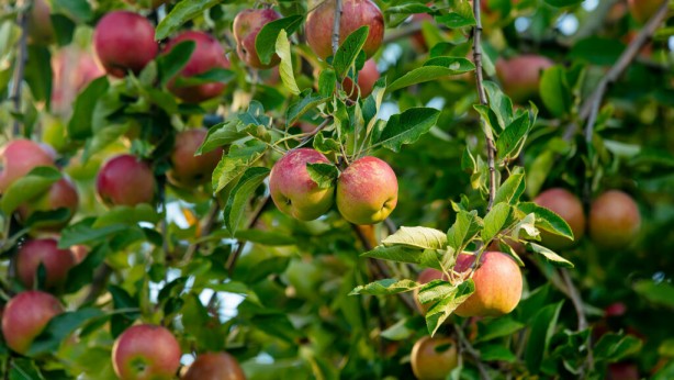 Foto - Elmanın muhtemelen hiç duymadığınız 4 faydası: Sağlık serveti sağlayacak öneri! Bu riski azaltıyor, yapın