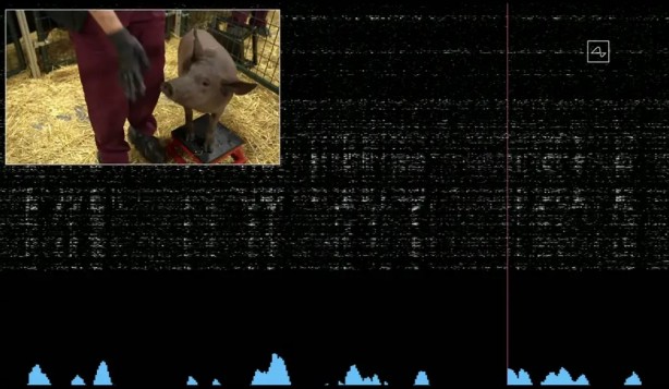 Foto - Elon Musk duyurmuştu... İş adamı beynine çip taktıracağını açıkladı!