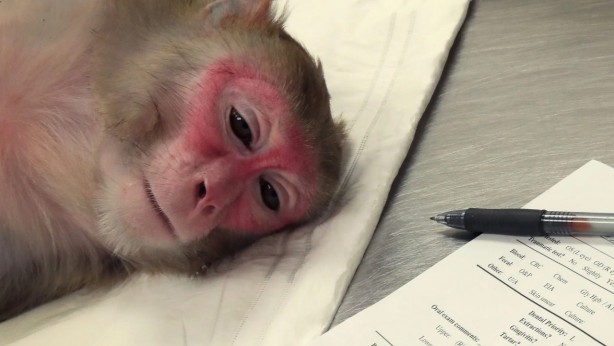 Foto - Elon Musk’ın şirketi işkenceyle suçlanıyor