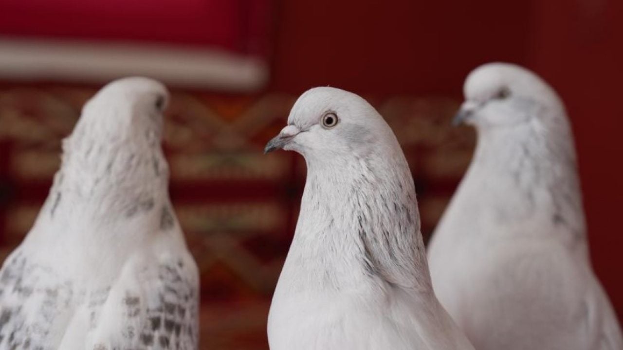 Foto - Emekli astsubay 40 güvercini için ev tuttu! Aylık masrafı dudak uçuklattı