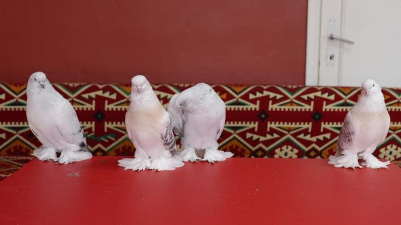 Foto - Emekli astsubay 40 güvercini için ev tuttu! Aylık masrafı dudak uçuklattı