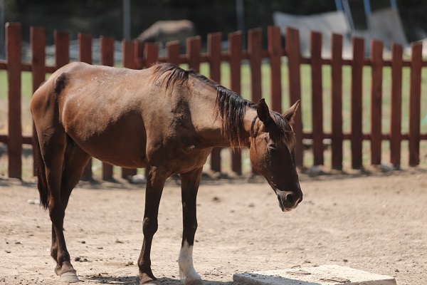 Foto - Emekli hayvanlar böyle dinleniyor