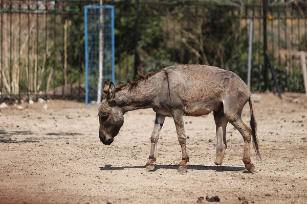 Foto - Emekli hayvanlar böyle dinleniyor