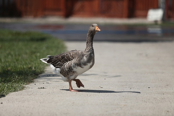Foto - Emekli hayvanlar böyle dinleniyor