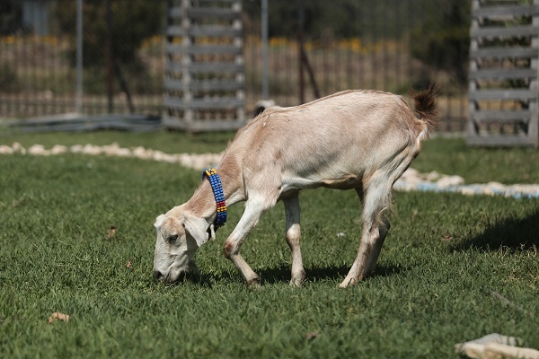 Foto - Emekli hayvanlar böyle dinleniyor