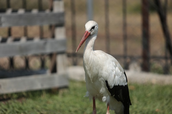 Foto - Emekli hayvanlar böyle dinleniyor