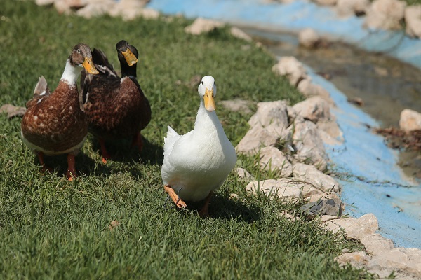 Foto - Emekli hayvanlar böyle dinleniyor