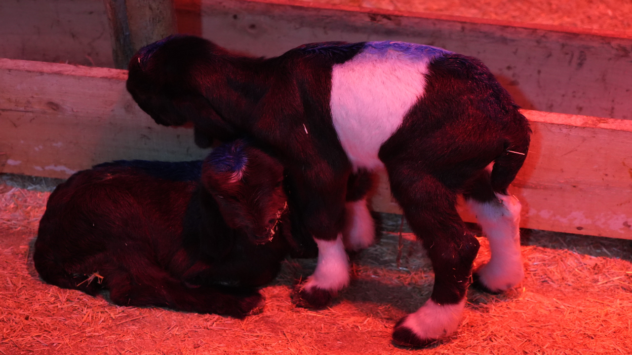 Foto - Emekli memurun hayatı değişti! Devlet desteğiyle başladı...