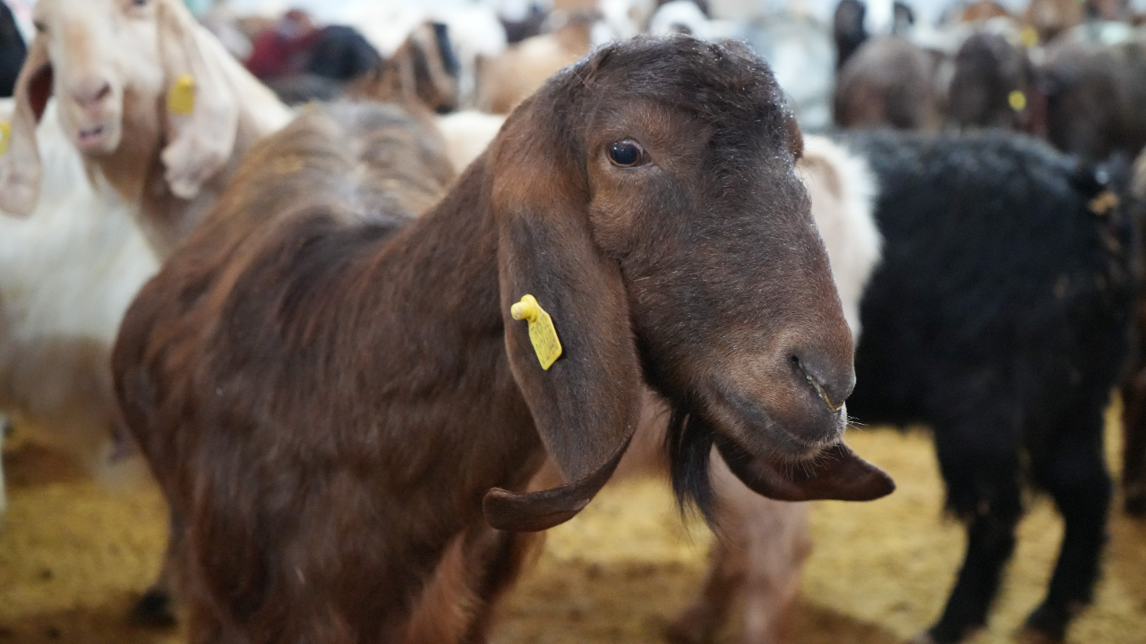 Foto - Emekli memurun hayatı değişti! Devlet desteğiyle başladı...