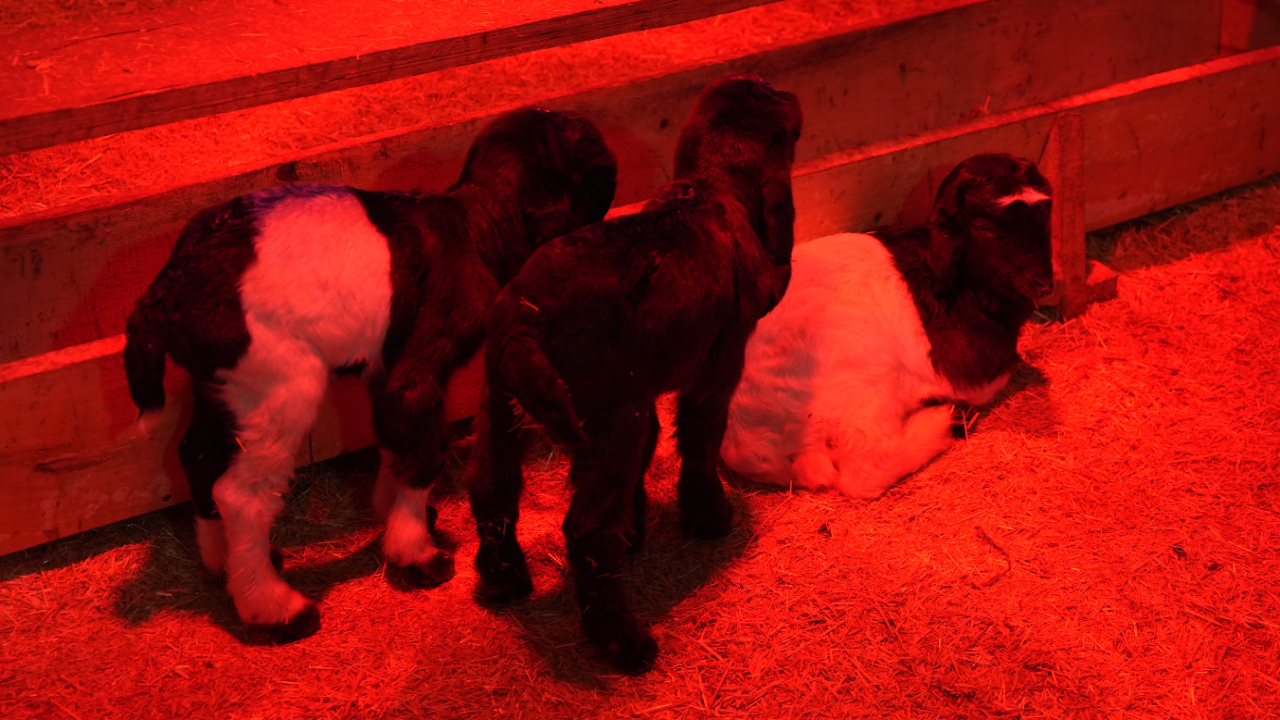 Foto - Emekli memurun hayatı değişti! Devlet desteğiyle başladı...