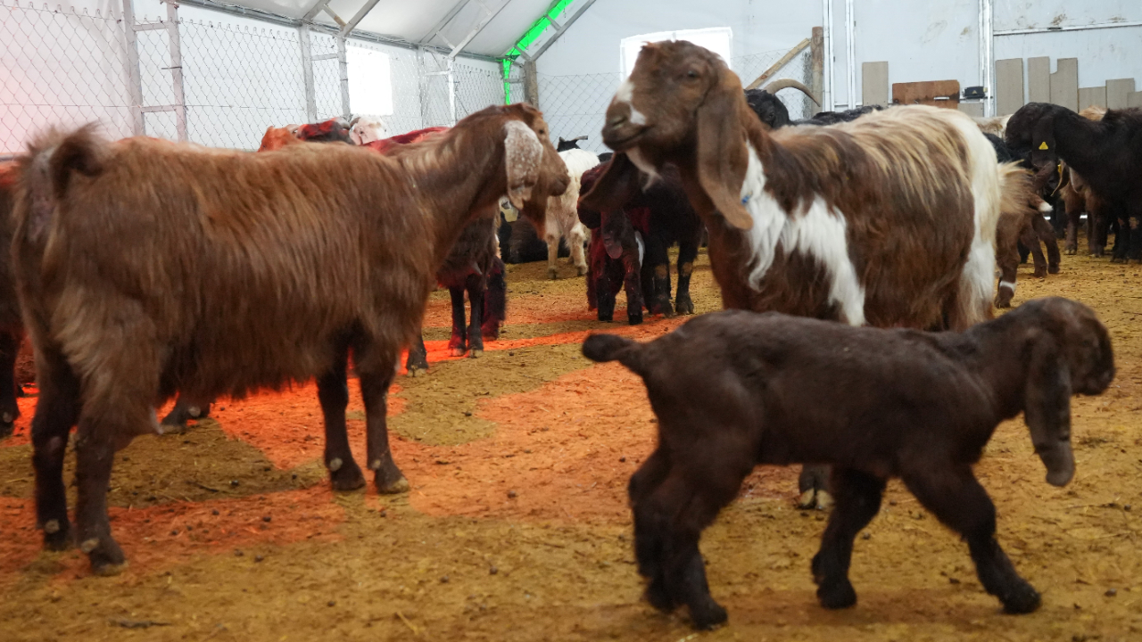 Foto - Emekli memurun hayatı değişti! Devlet desteğiyle başladı...