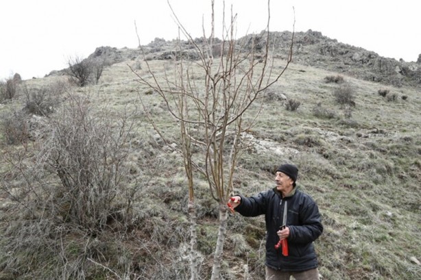 Foto - Emekli öğretmen doğadaki yabani ağaçları meyve vermesi için gönüllü olarak aşılıyor