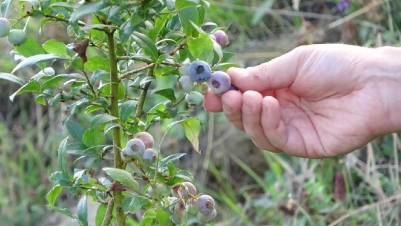 Foto - Emekli öğretmenden takdir toplayan hareket! Dağ başına kurdu