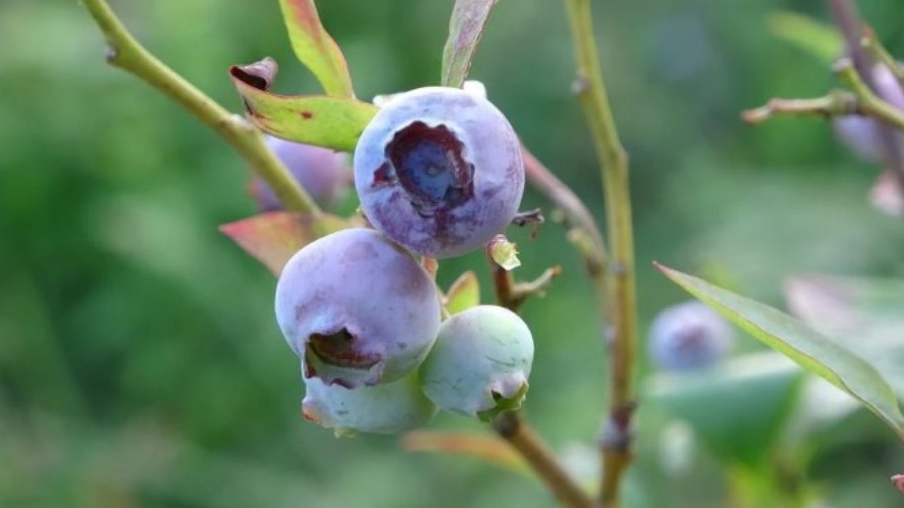 Foto - Emekli öğretmenden takdir toplayan hareket! Dağ başına kurdu